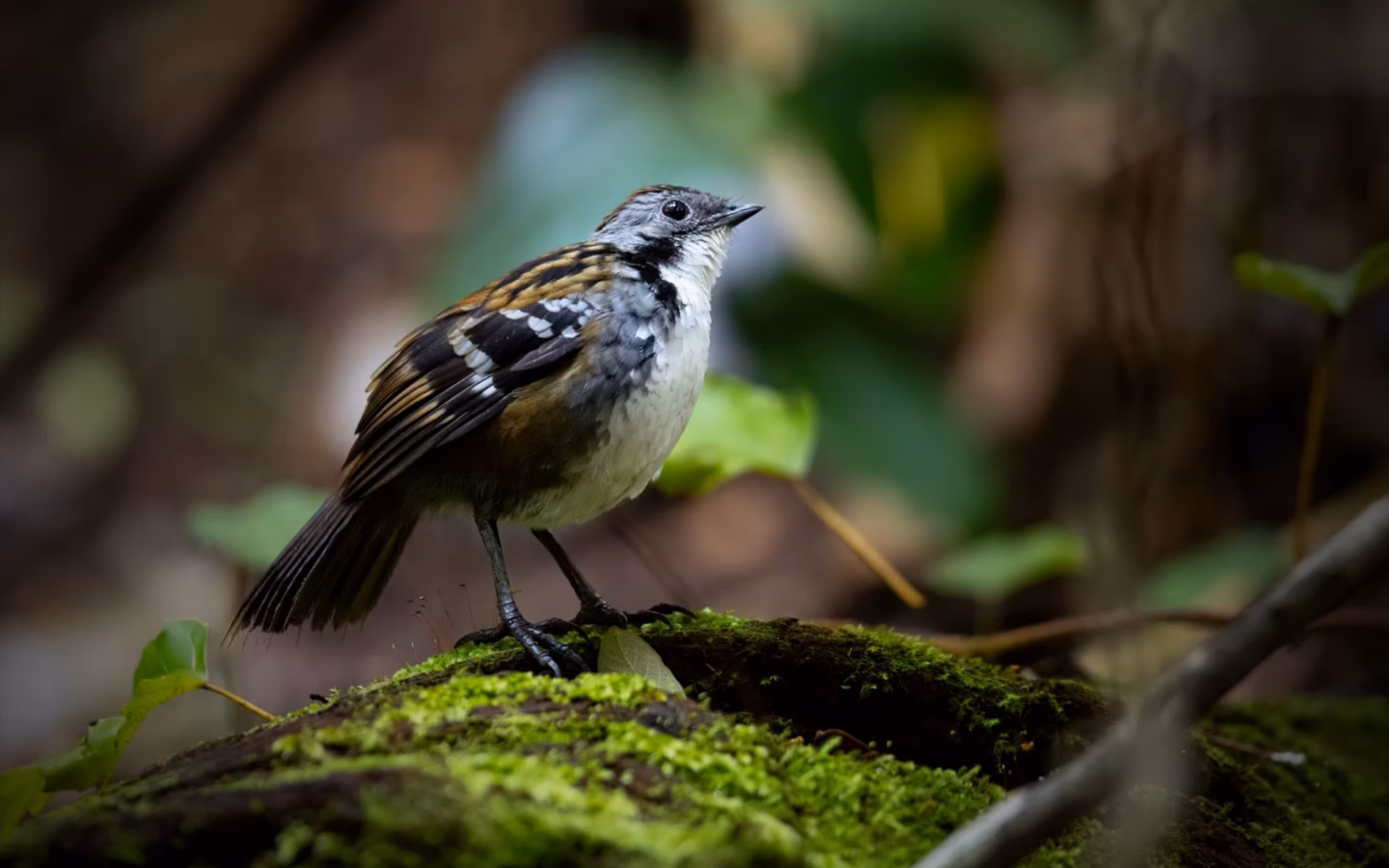 Australian Logrunner showing a compact mottled-brown body, stiff spiny tail and contrasting throat colour, white in males and rufous in females