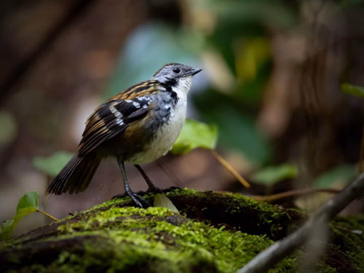 Australian Logrunner showing a compact mottled-brown body, stiff spiny tail and contrasting throat colour, white in males and rufous in females