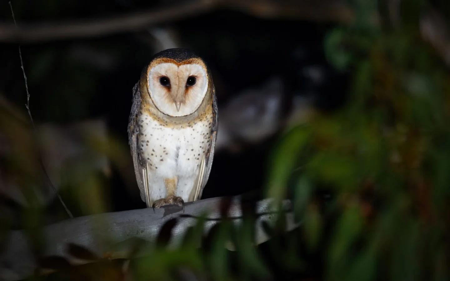 Australian Masked Owl in Australia showing key identifying features