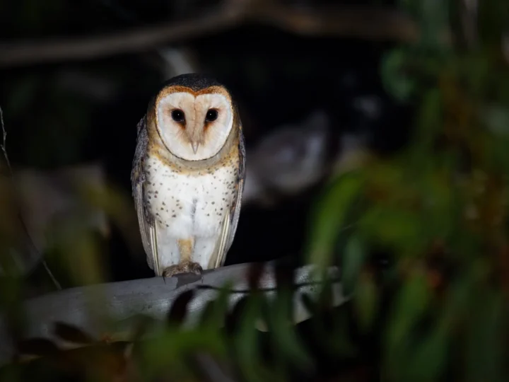 Australian Masked Owl in Australia showing key identifying features