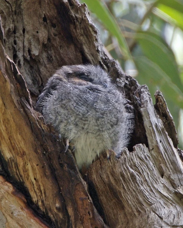Australian Owlet-nightjar in Australia showing key identifying features