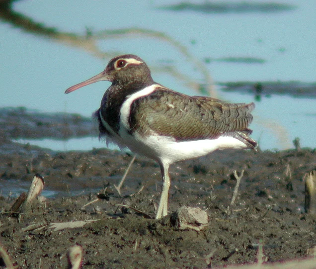 Australian Painted-snipe showing key identification features