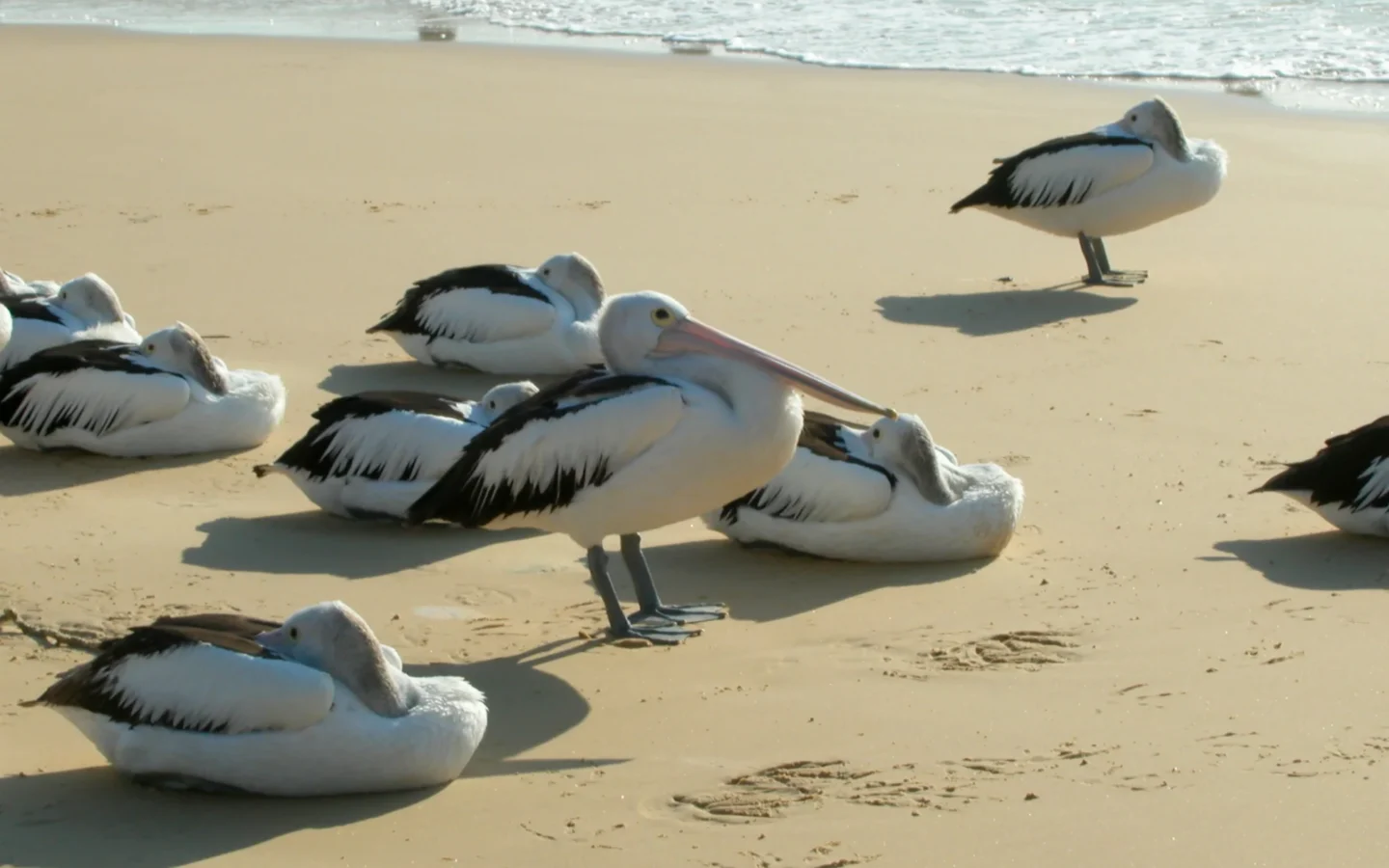 Australian Pelican with white body, black wings and very long pink bill