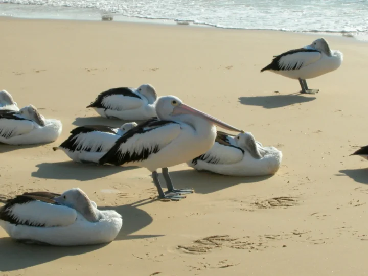 Australian Pelican with white body, black wings and very long pink bill