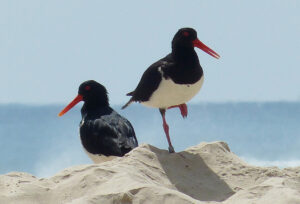 Australian Pied Oystercatcher with black-and-white plumage and long red-orange bill