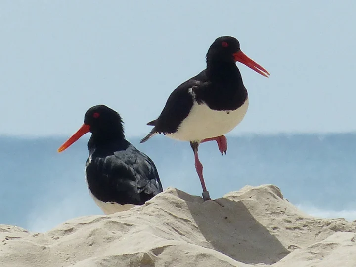 Australian Pied Oystercatcher with black-and-white plumage and long red-orange bill