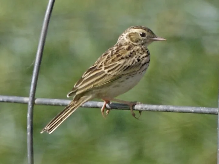 Australian Pipit in Australia showing key identifying features
