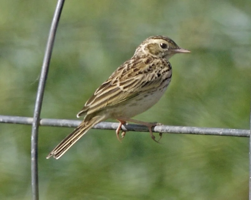 Australian Pipit in Australia showing key identifying features