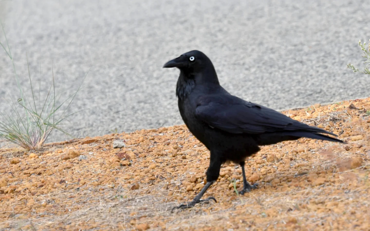 Australian Raven with black plumage, pale eye and shaggy throat feathers