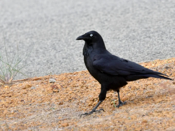 Australian Raven with black plumage, pale eye and shaggy throat feathers