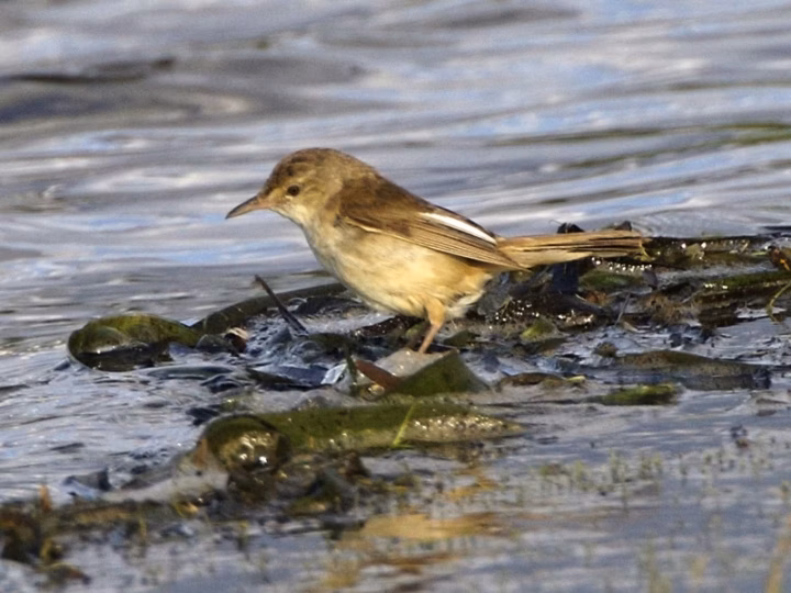 Australian Reed-Warbler in Australia showing key identification features