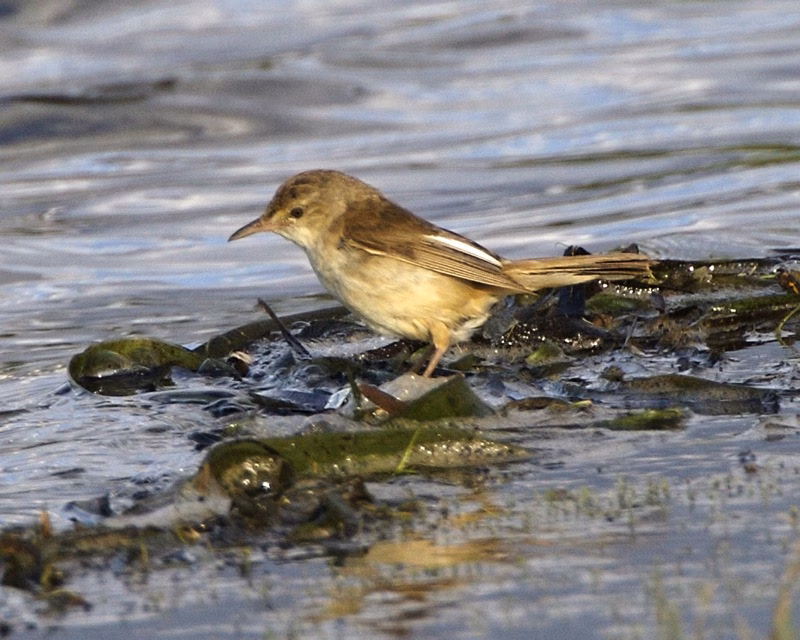 Australian Reed-Warbler in Australia showing key identification features