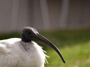 Australian White Ibis with white plumage, black featherless head and long curved bill