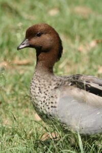 Australian Wood Duck with grey body and dark brown head