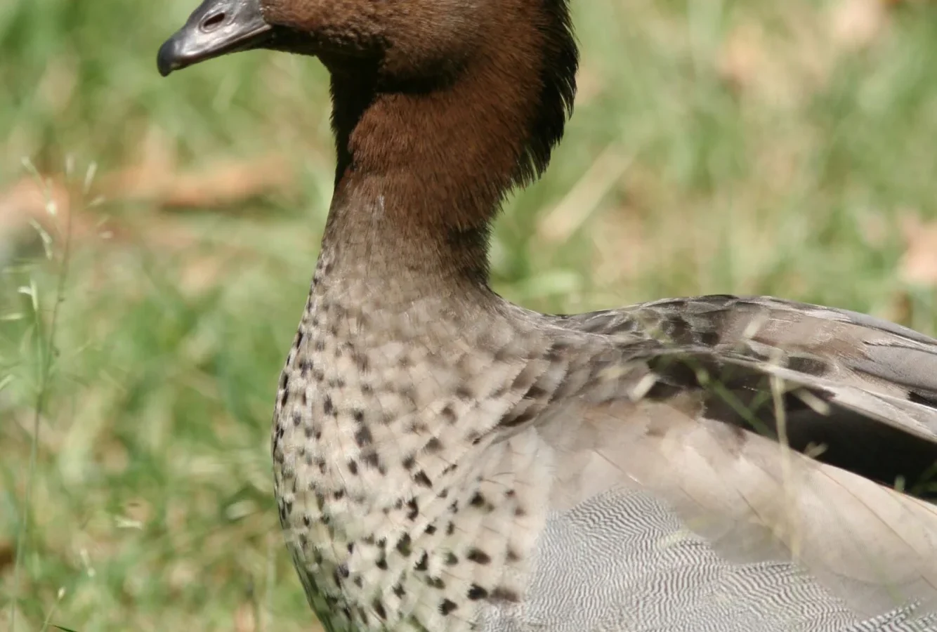 Australian Wood Duck with grey body and dark brown head