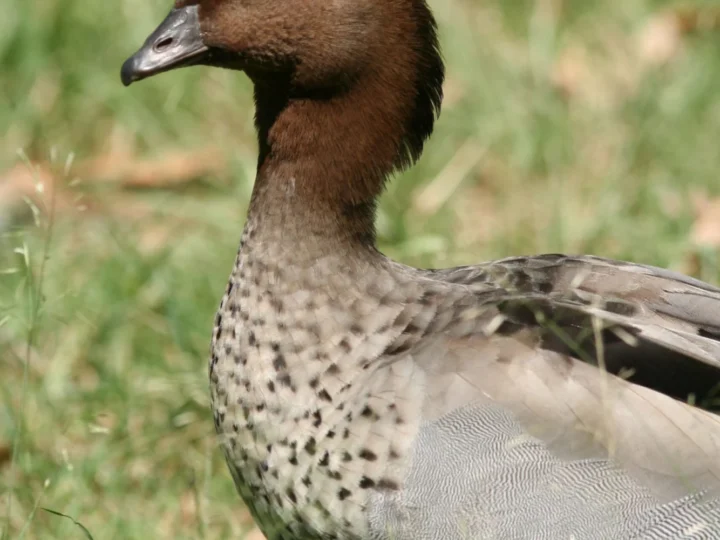 Australian Wood Duck with grey body and dark brown head