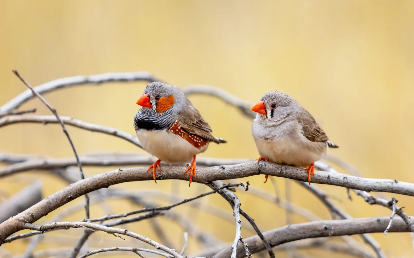 Zebra Finch with grey body, orange cheek patch and orange-red bill