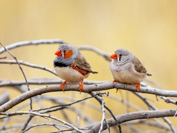 Zebra Finch with grey body, orange cheek patch and orange-red bill