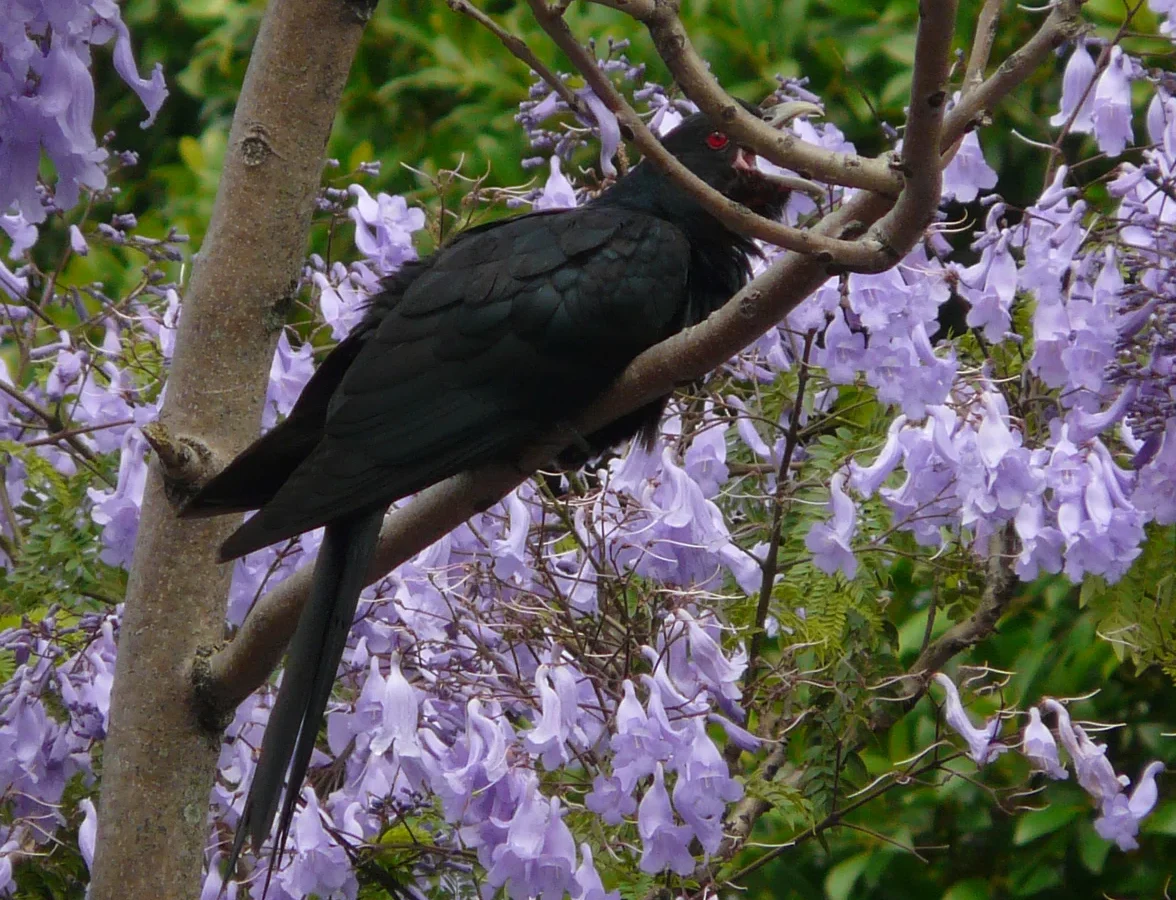 Eastern Koel with glossy dark plumage and red eye