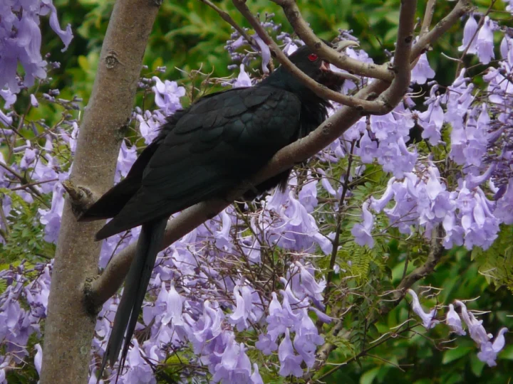 Eastern Koel with glossy dark plumage and red eye