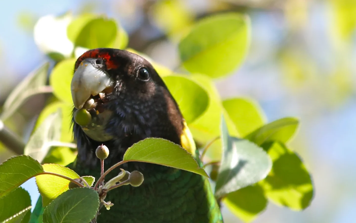 Australian Ringneck in Australia