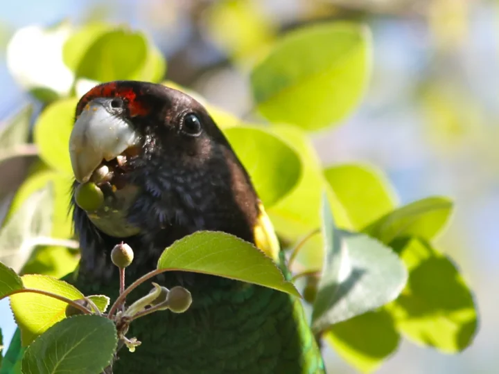 Australian Ringneck in Australia