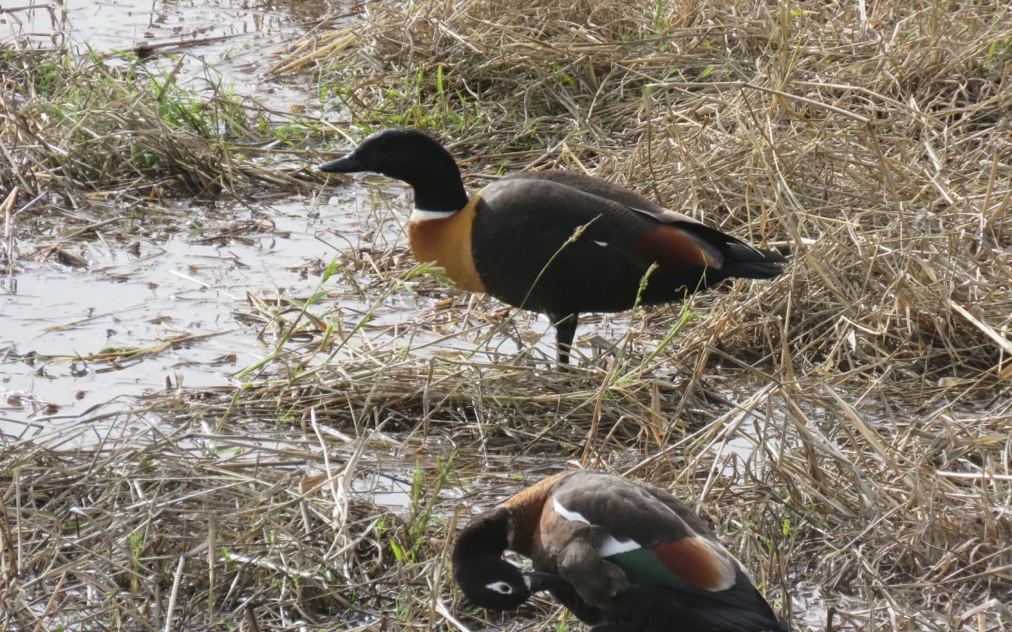 Australian Shelduck in Australia