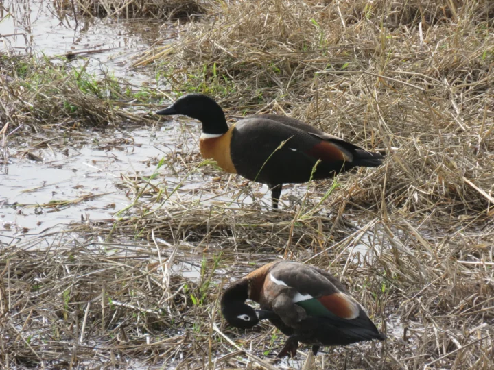 Australian Shelduck in Australia