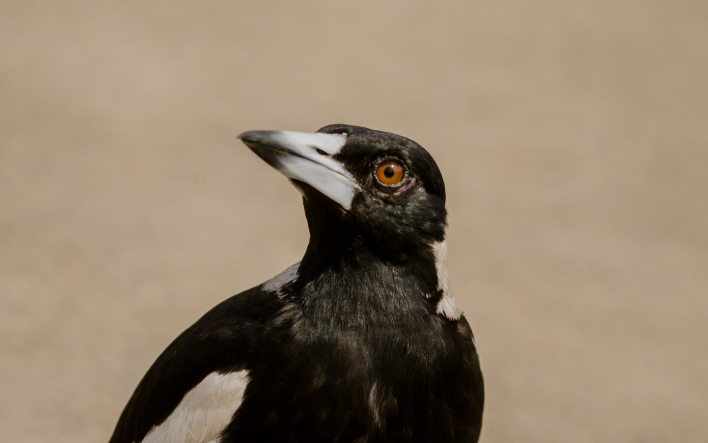 Close portrait of an Australian Magpie showing its black-and-white plumage and strong pale bill