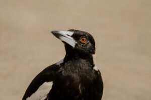 Close portrait of an Australian Magpie showing its black-and-white plumage and strong pale bill