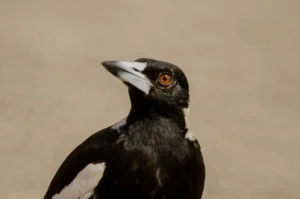 Close portrait of an Australian Magpie showing its black-and-white plumage and strong pale bill