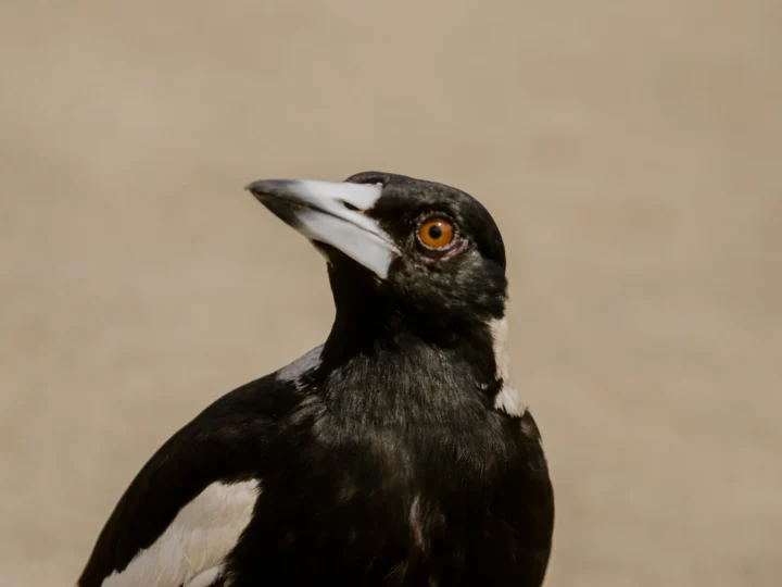 Close portrait of an Australian Magpie showing its black-and-white plumage and strong pale bill
