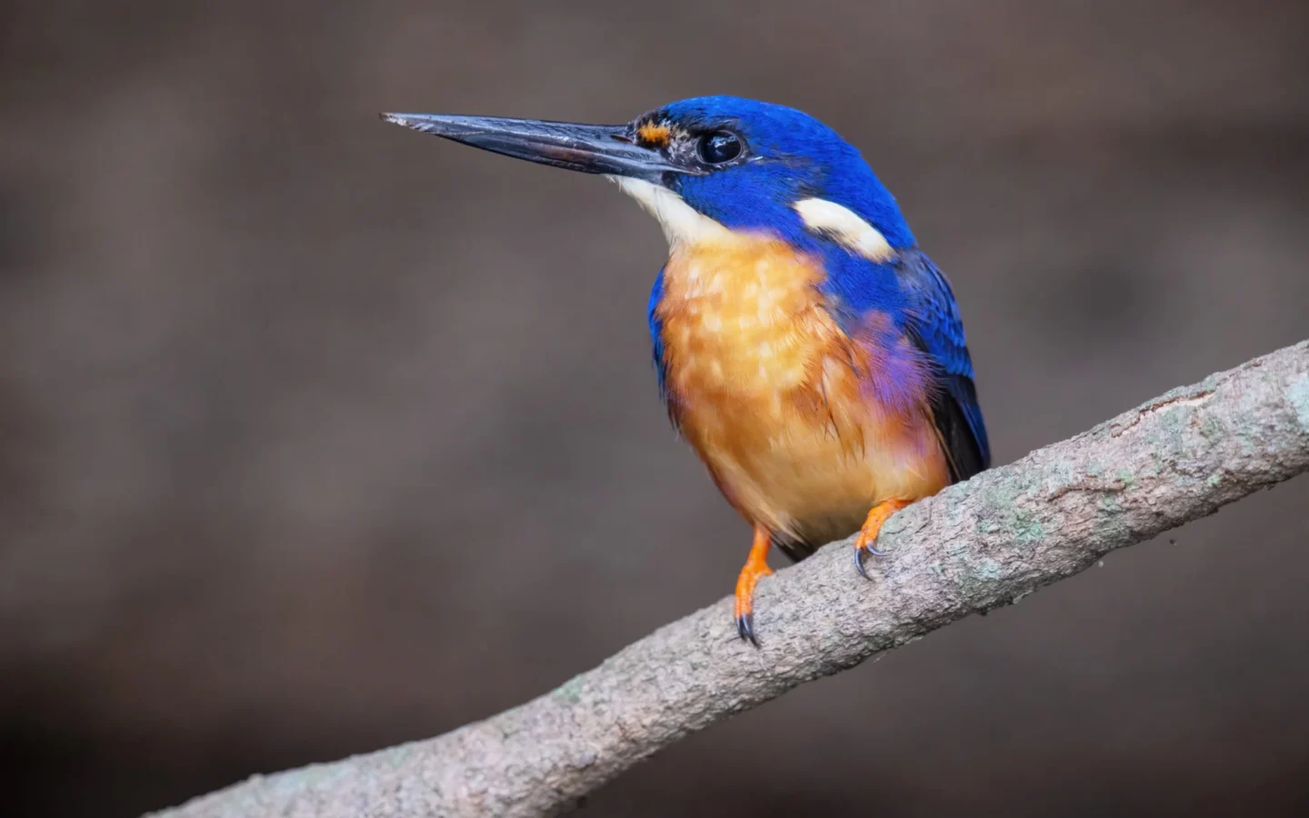 Azure Kingfisher in Australia showing key identifying features