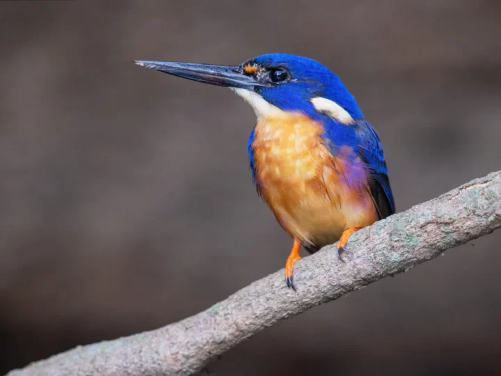 Azure Kingfisher in Australia showing key identifying features