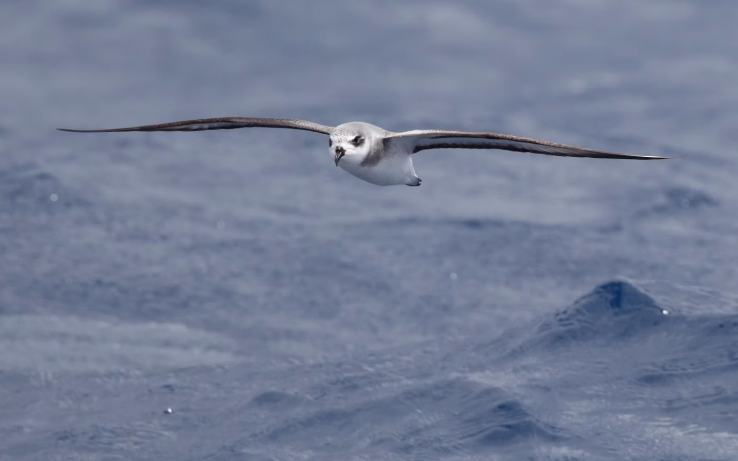 Black-winged Petrel showing pale grey upperparts with bold black wing markings and white underparts