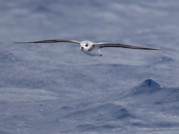 Black-winged Petrel showing pale grey upperparts with bold black wing markings and white underparts