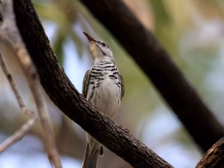 Bar-breasted Honeyeater in Australia showing key identification features: small northern honeyeater with olive-brown upperparts, pale throat and underparts, and distinct brown barring or streaking across the breast.