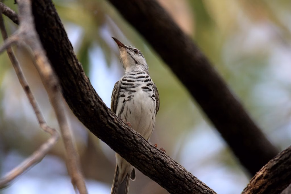 Bar-breasted Honeyeater in Australia showing key identification features: small northern honeyeater with olive-brown upperparts, pale throat and underparts, and distinct brown barring or streaking across the breast.