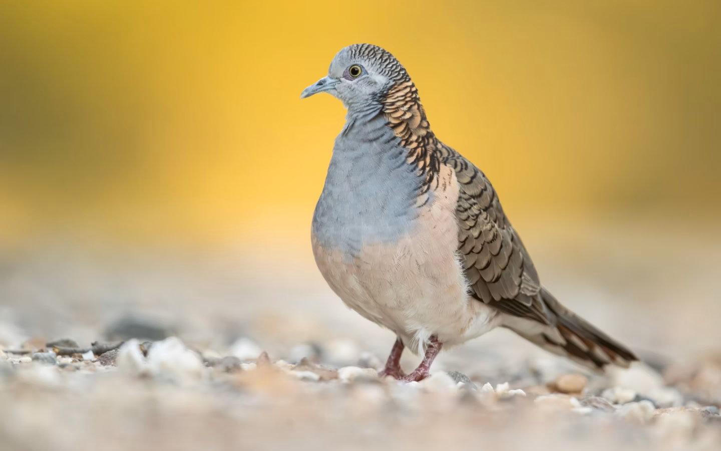 Bar-shouldered Dove in Australia showing key identification features