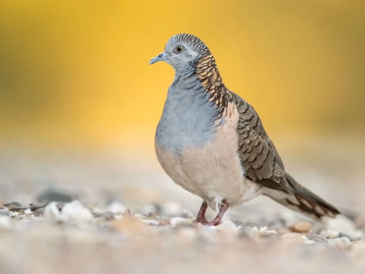 Bar-shouldered Dove in Australia showing key identification features