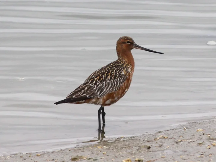 Bar-tailed Godwit showing key identification features