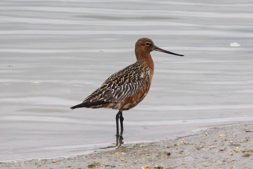 Bar-tailed Godwit showing key identification features