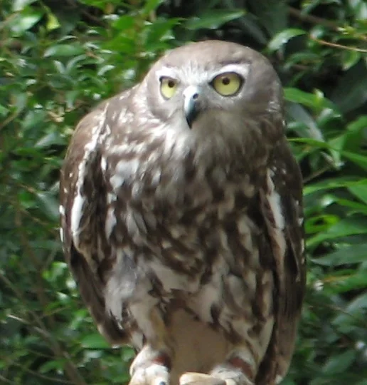 Barking Owl in Australia showing key identifying features