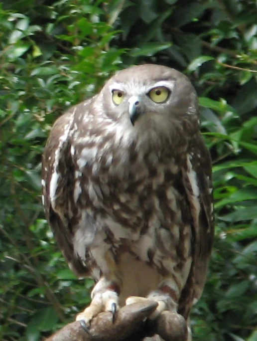Barking Owl in Australia showing key identifying features