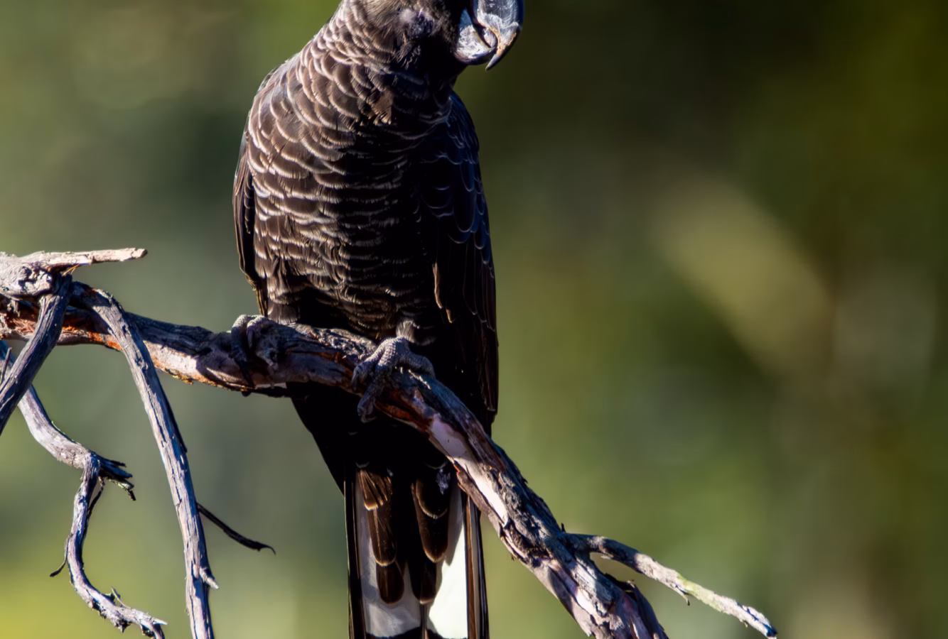 Baudin's Black-Cockatoo in Australia showing key identification features: large black cockatoo with a white cheek patch and white tail panels; the long, narrow upper bill is a key clue compared with Carnaby's Black-Cockatoo.