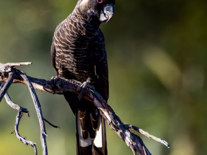 Baudin's Black-Cockatoo in Australia showing key identification features: large black cockatoo with a white cheek patch and white tail panels; the long, narrow upper bill is a key clue compared with Carnaby's Black-Cockatoo.