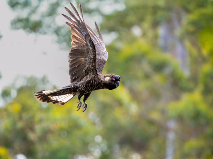 Baudin's Black-Cockatoo in Australia showing key identification features