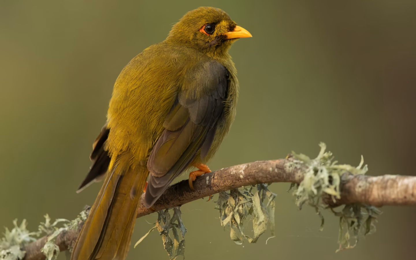 Bell Miner in Australia showing key identification features: olive-green honeyeater with yellow bill and legs and a softly yellow-green body; colonies are often recognised by repeated bell-like notes.