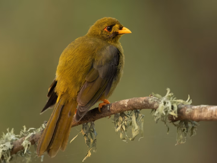 Bell Miner in Australia showing key identification features: olive-green honeyeater with yellow bill and legs and a softly yellow-green body; colonies are often recognised by repeated bell-like notes.