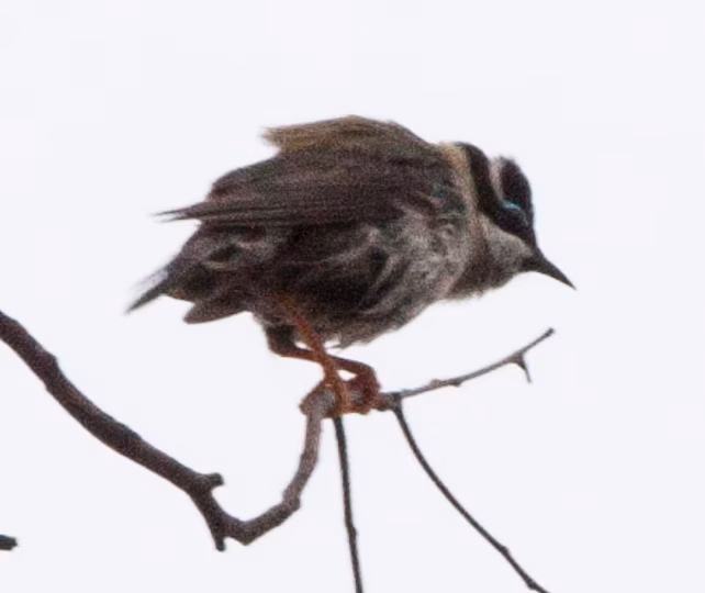 Black-chinned Honeyeater in Australia showing key identification features: olive-grey honeyeater with a dark chin and throat line, pale to bluish facial skin and a contrasting pale nape marking depending on subspecies.